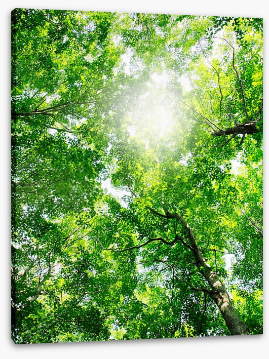 Through the canopy