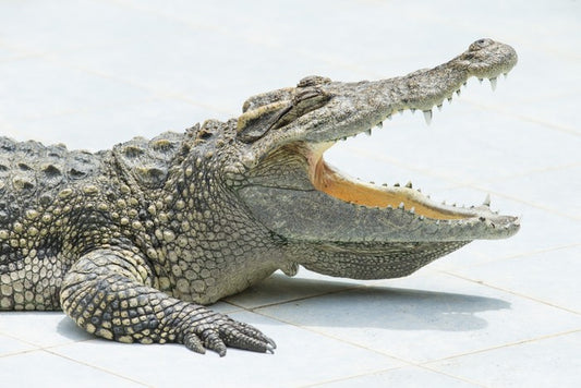 Reptiles / Amphibian