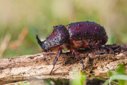 Insects