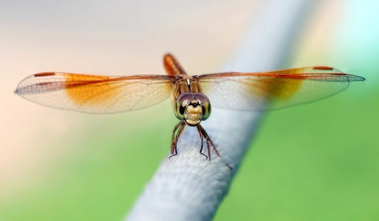 Insects