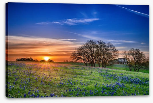 Bluebonnet meadow sunrise