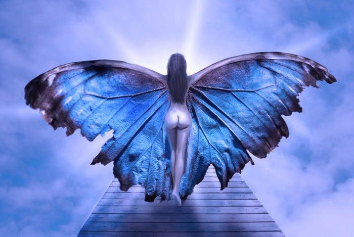 Metamorphosis