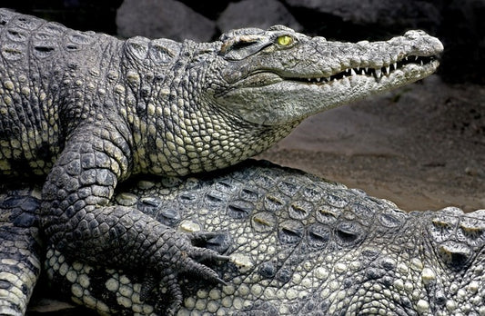 Reptiles / Amphibian