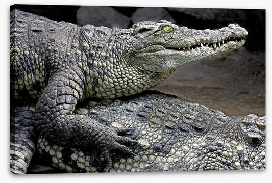 Reptiles / Amphibian