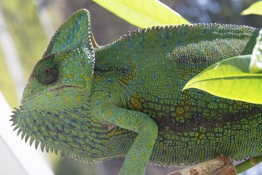 Reptiles / Amphibian