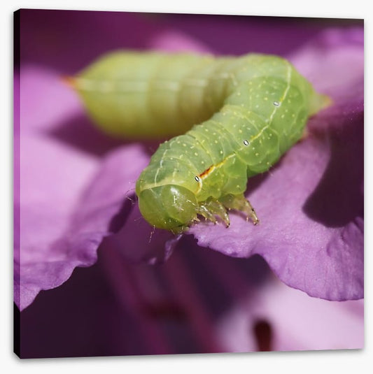 Insects