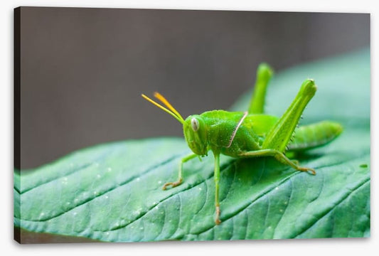Insects