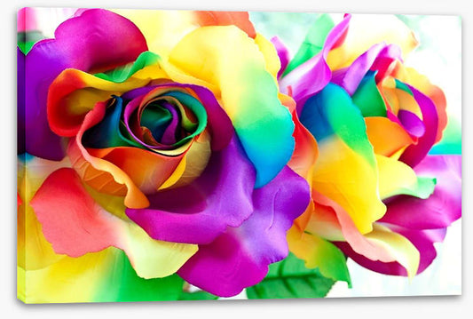 Rainbow roses