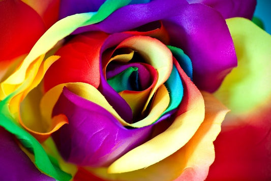 Spectacular rainbow rose