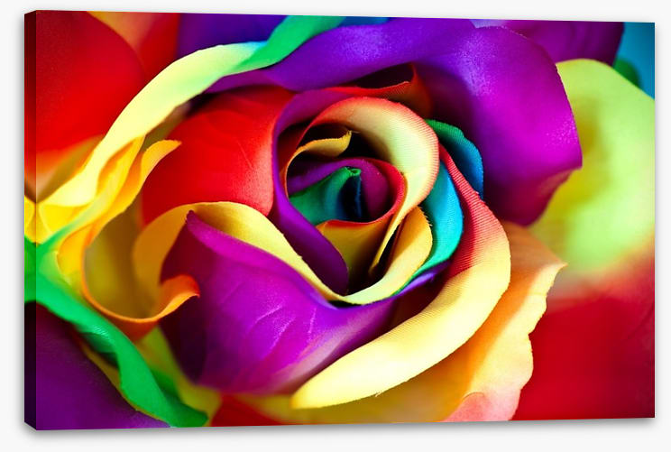 Spectacular rainbow rose