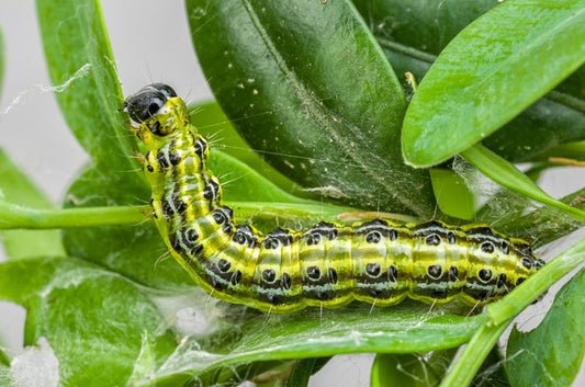 Insects