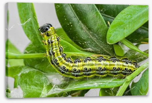 Insects