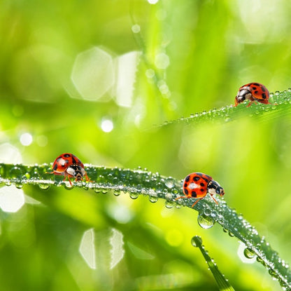 Insects