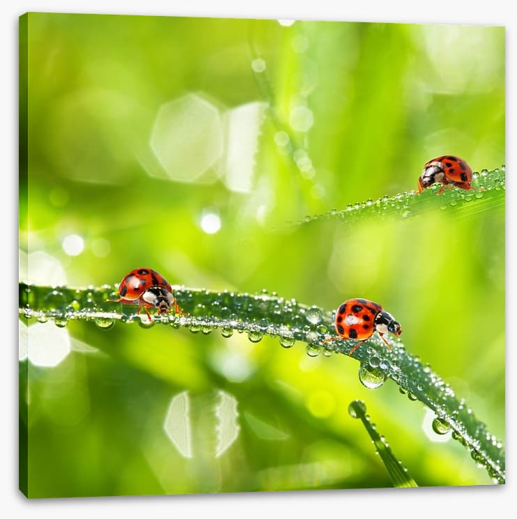 Insects