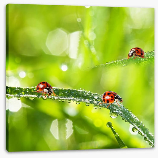 Insects