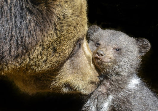 Little brown bear