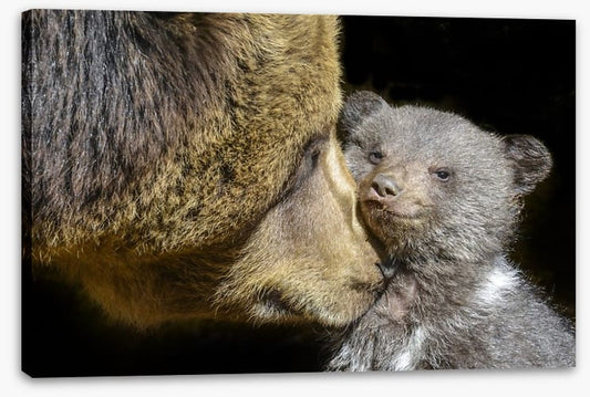 Little brown bear