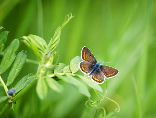 Butterflies