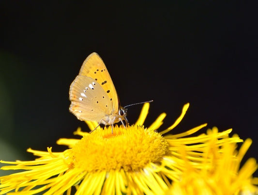 Insects