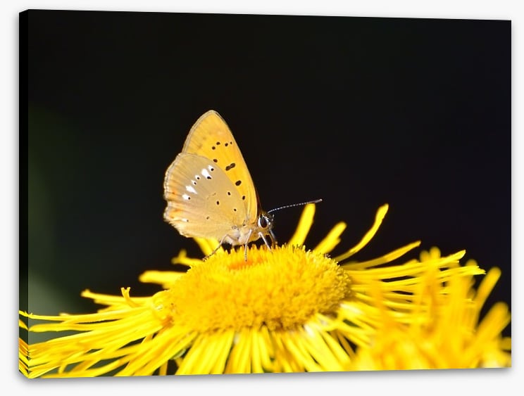 Insects