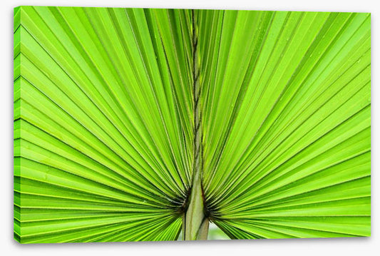 Vibrant palm