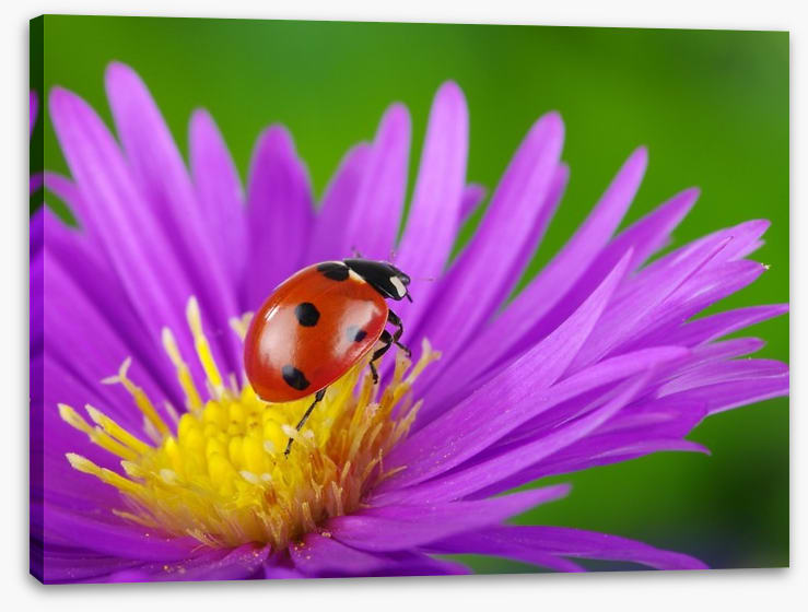 Insects