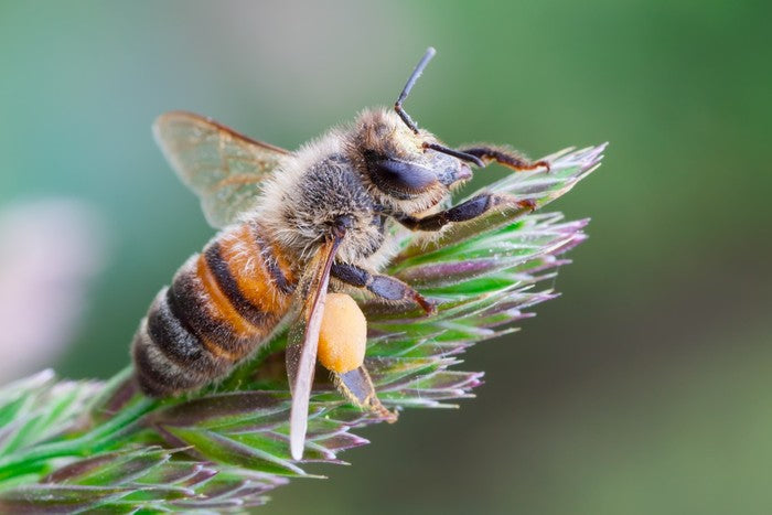 Busy bee