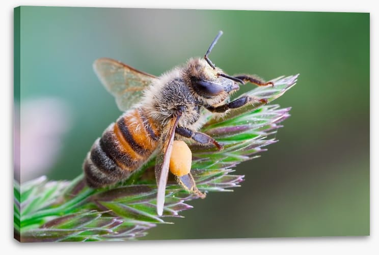 Busy bee