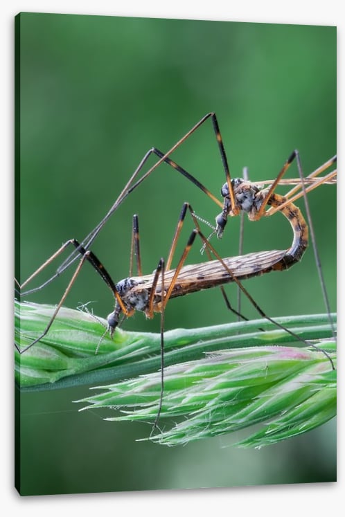 Insects