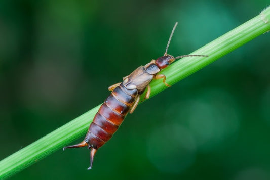 Insects