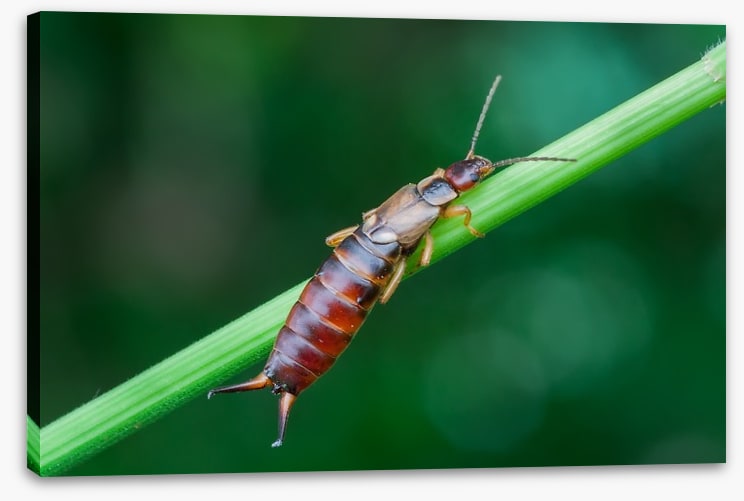 Insects