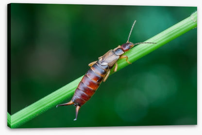 Insects
