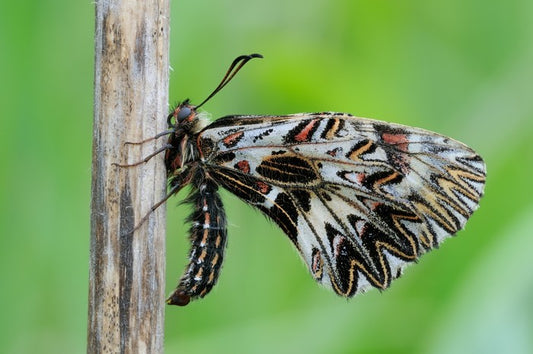 Insects