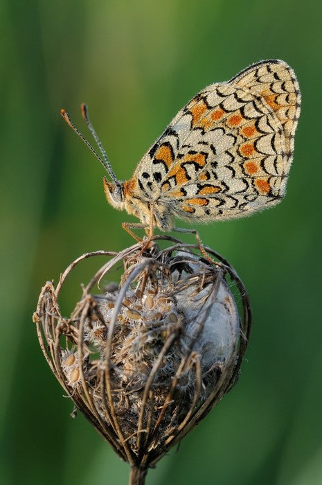 Insects