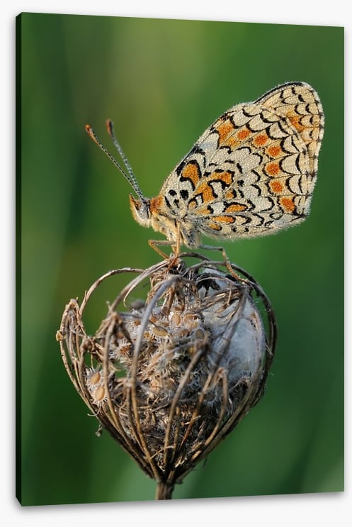 Insects