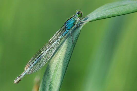 Insects