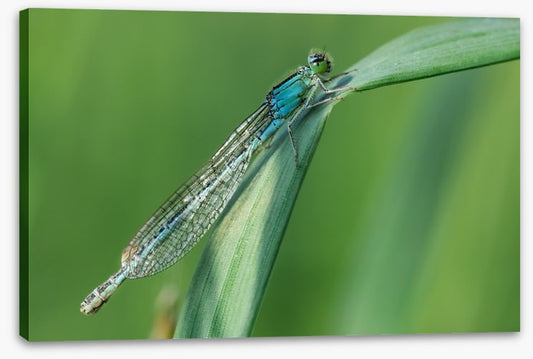 Insects