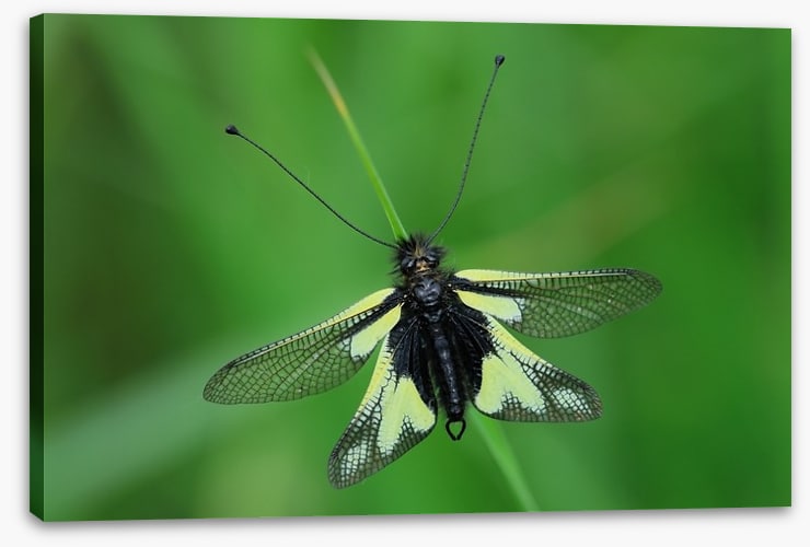 Insects
