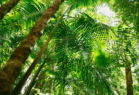 Jungle sun