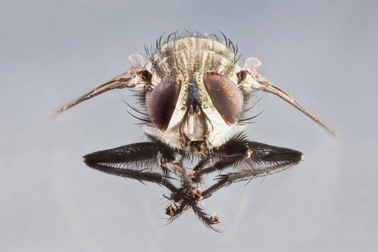 Insects