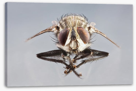 Insects