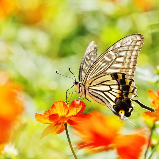 Butterflies