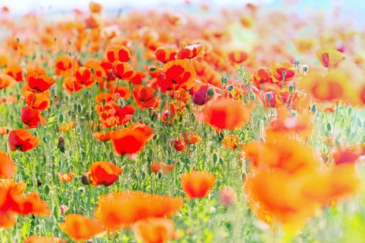 Poppy meadow sunlight
