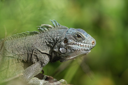 Reptiles / Amphibian