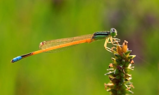 Insects