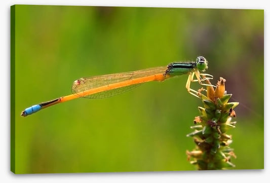Insects