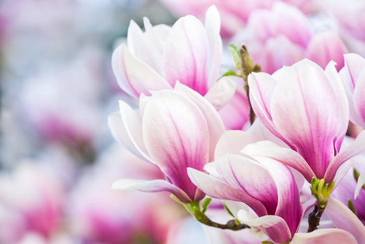 Delicate magnolia