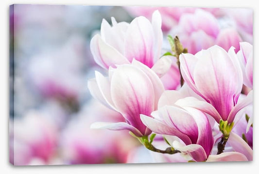 Delicate magnolia