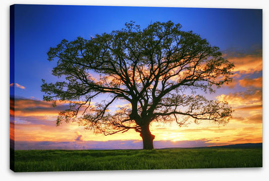 Sunset tree silhouette