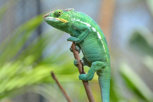 Reptiles / Amphibian